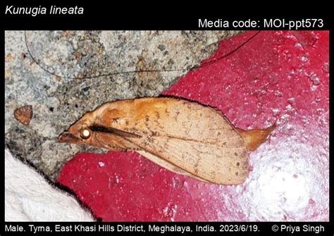 Kunugia lineata (Moore, 1879) - | Moths