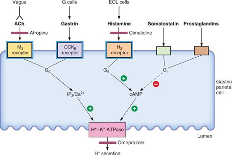 Antacid Drugs Mechanism Of Action at Clyde Rucker blog