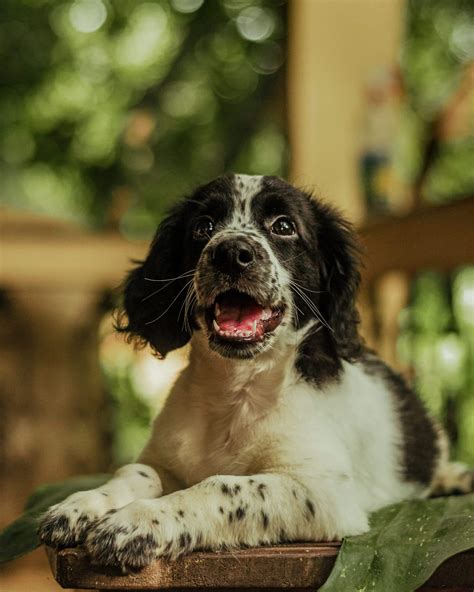 Spaniel Dog Breeds