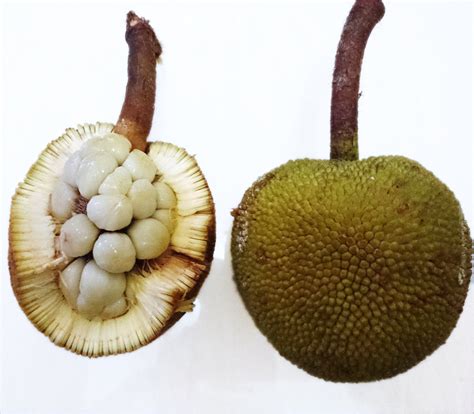 Pingan Fruit Live Plants – veliyathgardens