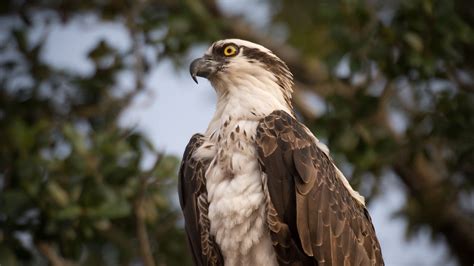 Download wallpaper 1920x1080 osprey, bird, predator, glance full hd ...
