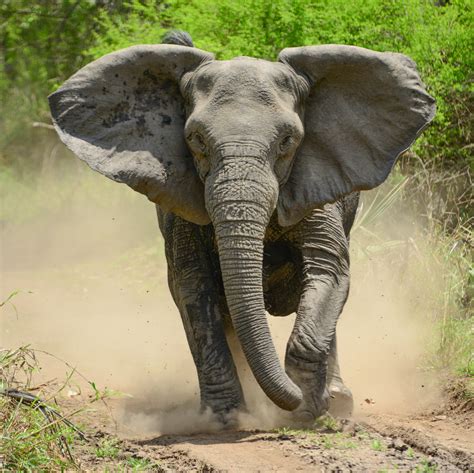 What Color Are Elephants Teeth at Carmella Vanzant blog