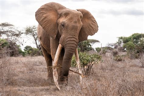 African Elephant Diet