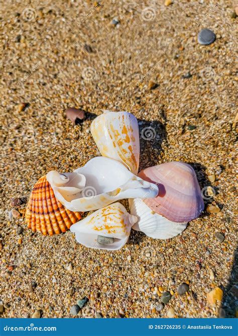 Seashells 的图像结果