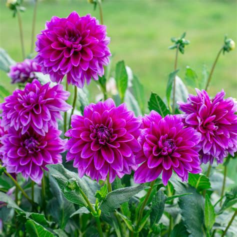 Dahlia Small Purple Bulbs - Delicate Garden Blooms | AllThatGrows
