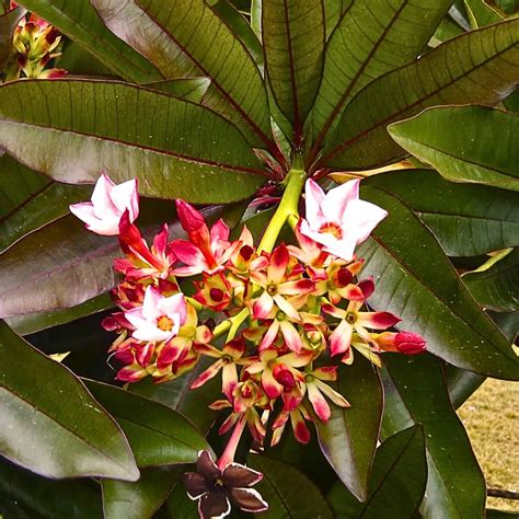 Pong Pong 'Red' (Cerbera Odollam Rubra) - Plant – Lalit Enterprise