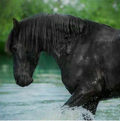 Pin on HORSES! | Horses, Mustang horse, Beautiful horses