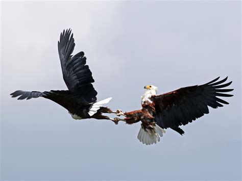 African Fish-Eagle - eBird