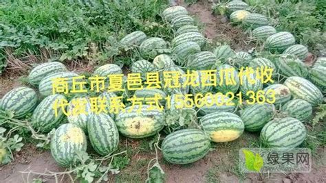 夏邑18万亩优质西瓜“甜蜜”上市凤凰网河南_凤凰网