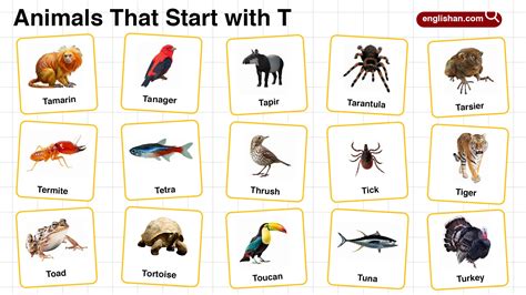 20+ Animals that Start with T in English with Pictures
