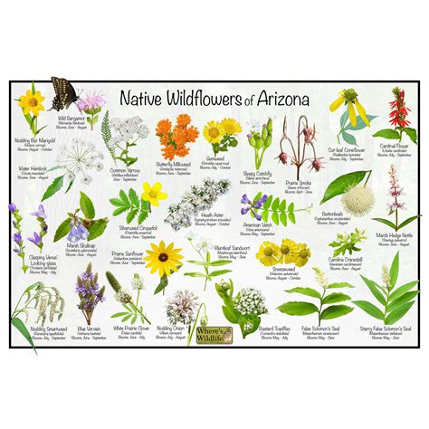 Native wildflowers of oklahoma flower identification poster etsy – Artofit