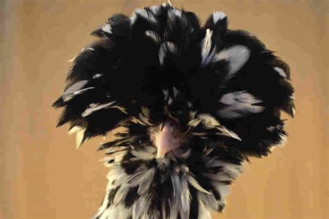 These Animals Might Go Extinct Because No One Wants To Eat Them : The ...