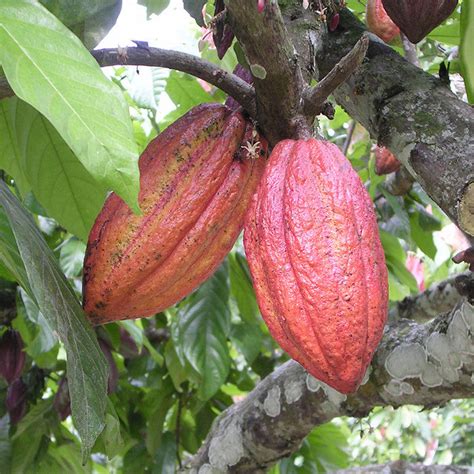 Cocoa/Cacao Fruit - Fruit Plants & Plantation crops — PlantsKingdom