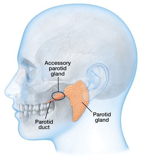 Parotid Gland Tissue Type at Eva Howse blog