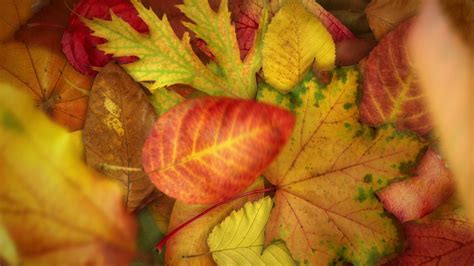 Image result for Fall Background Video Loop