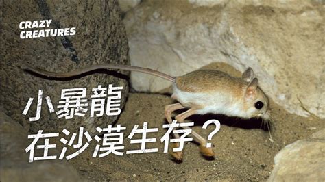 世界上最小的跳鼠是什么 三趾心颅跳鼠（身材迷你）_探秘志