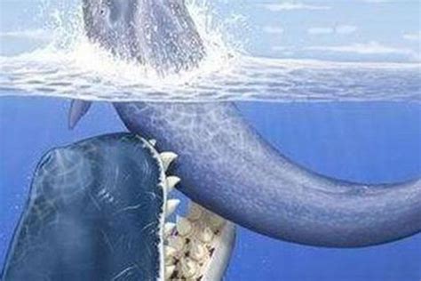 梅尔维尔鲸还存在吗，中新世时期就已灭绝(顶级掠食者) — 探灵网