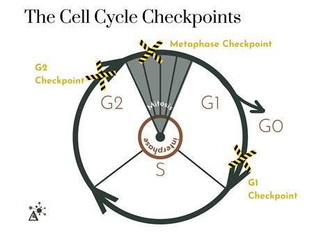 The Cell Cycle Checkpoints — Delta Learning