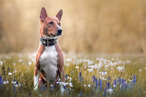 Are Basenjis Affectionate Dogs
