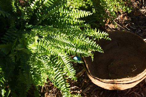 Image result for Homemade Window Box