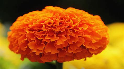 Health Benefits of Marigold flower for skin know how to use in ZEE ...