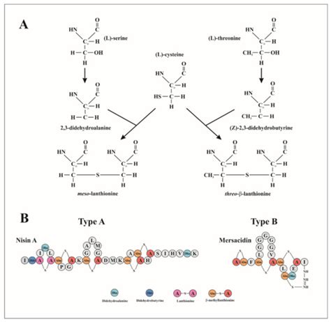 Current Knowledge of the Mode of Action and Immunity Mechanisms of LAB ...