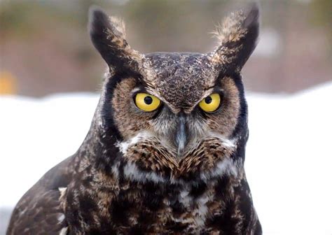 Great Horned Owl Habits - AnimalBehaviorCorner