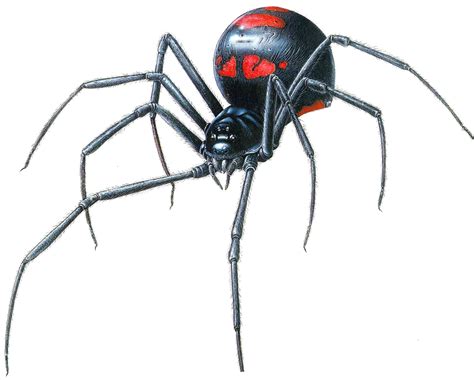 The 10 Most venomous or Dangerous Spiders in the World Exclusive All Search
