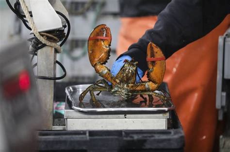 日本禁止出售或放生小龙虾，最高罚款15万元！
