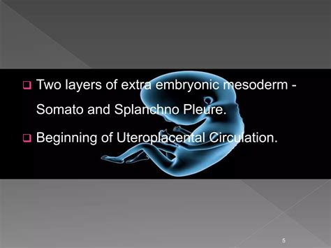 Image result for Third Week of Embryonic Development