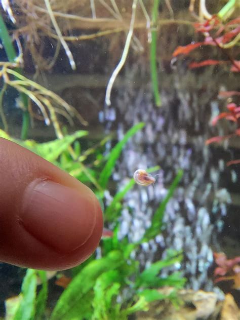 Baby mystery snail or hitchhiker? : r/Aquariums