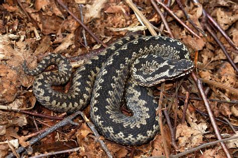 Image result for Snake Catching Adders