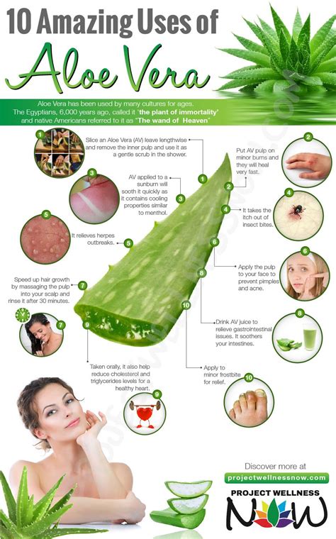 pengertian manfaat aloe vera