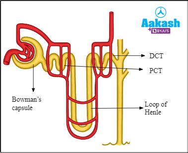 Human Excretory System: Kidney Structure & Urinary Bladder | AESL