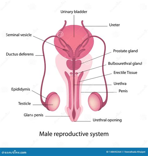 Image result for Male Reproductive System in Humans