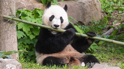 旅韩熊猫宝宝叫“福宝” 每天睡22小时 - YouTube