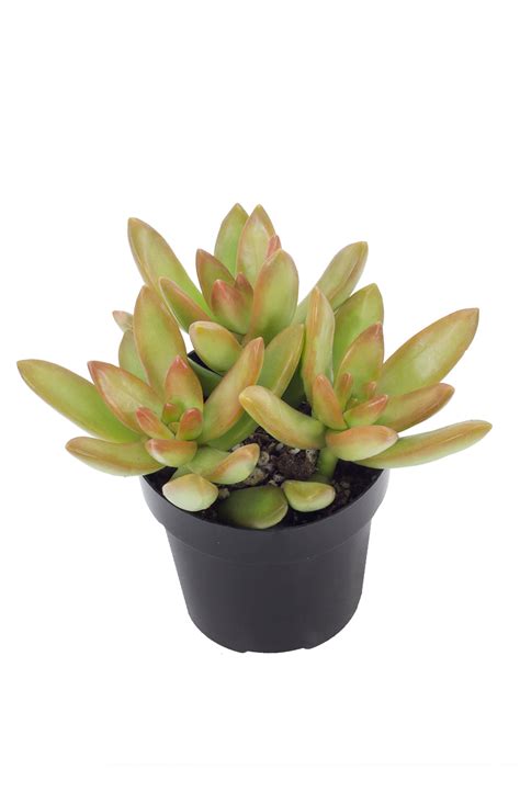 Sedum adolphi “Golden Sedum” – Altman Plants