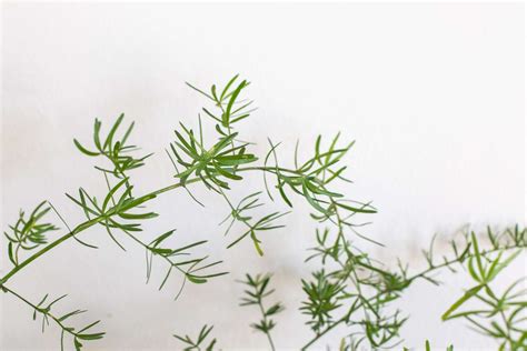 Asparagus Fern: Plant Care & Growing Guide
