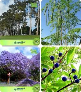 creative farmer Tree Seeds For Home Garden Eucalyptus,Drumstick ...
