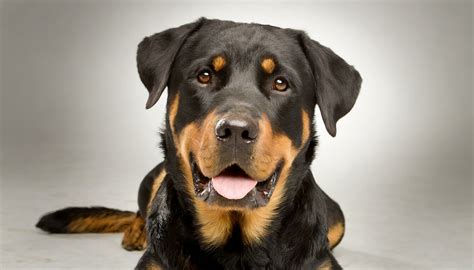 Rottweiler Lab Mix Breed Profile - homepetguide.com