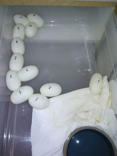 Image result for Ball Python Clutch