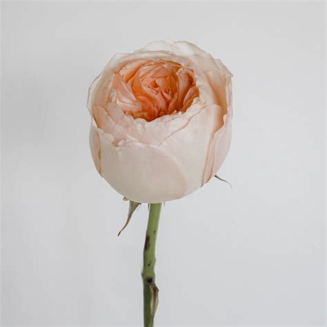 David Austin English Garden Roses - Juliet in Light Peach | Hope Flower ...