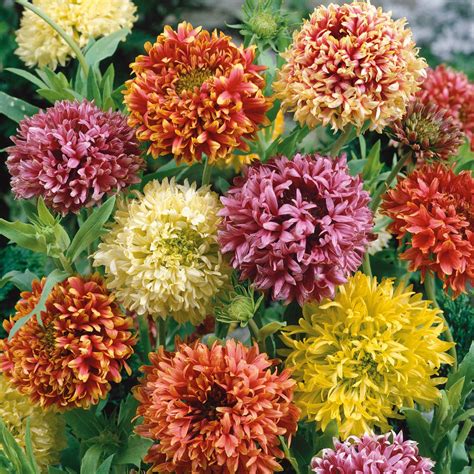 Indian Blanket Seeds - Double Mix | Flower Seeds in Packets & Bulk ...