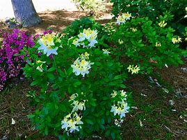 Image result for Sweet Azalea Plants North Carolina