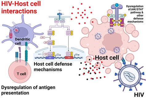 HIV–Host Cell Interactions