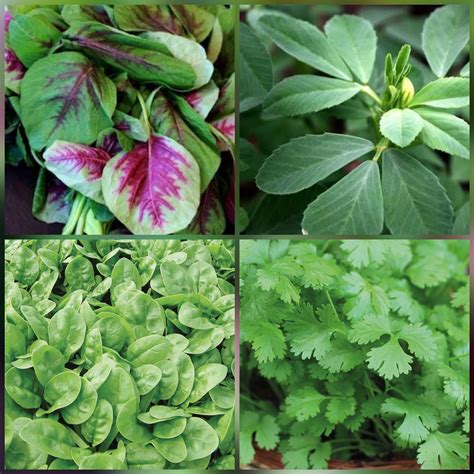 SHOP 360 GARDEN Combo spinach seeds - Leafy Vegetable (Four Varieties ...