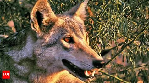 UP: 9th wolf shot dead by Forest Dept in Bahraich, villagers breathe easy