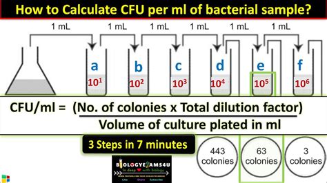 How to Calculate CFU per ml of Bacterial Sample? in 3 Steps || cfu/ml ...