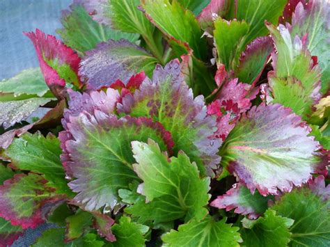 Perennials for full shade