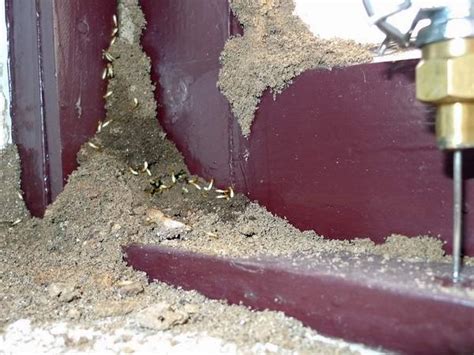 白蚁防治案例展示-池州智邦害虫防治服务有限公司
